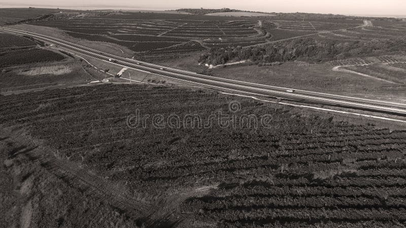 Rows of vineyard before harvesting, drone view