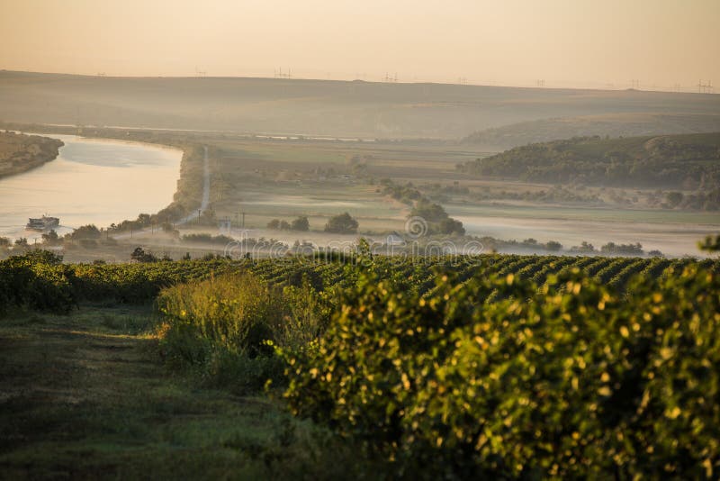 Řádky vinice před sklizní, pohled z dronu