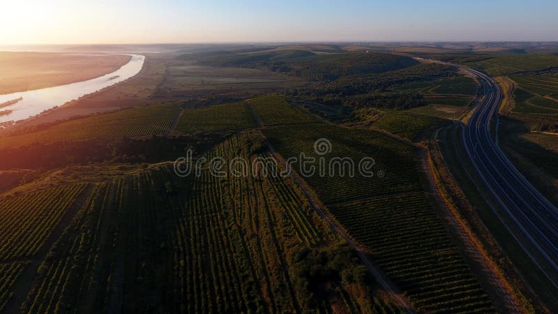 Rows of vineyard before harvesting, drone view