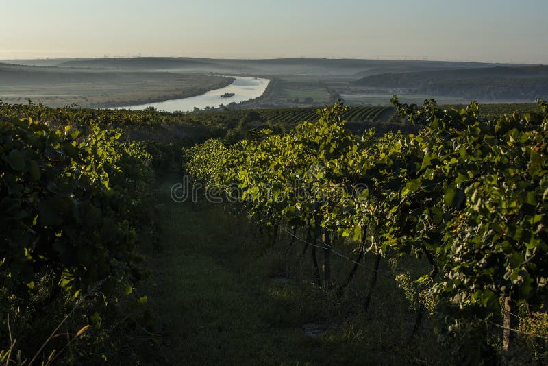 Řádky vinice před sklizní, pohled z dronu