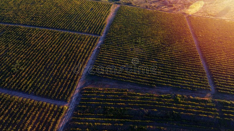 Rows of vineyard before harvesting, drone view