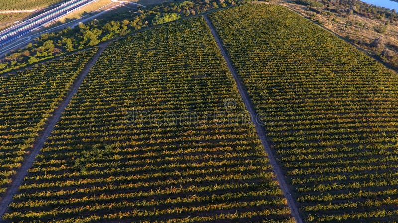 Rows of vineyard before harvesting, drone view