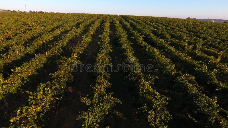 Řádky vinice před sklizní, pohled z dronu