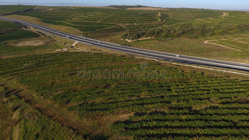 Rows of vineyard before harvesting, drone view