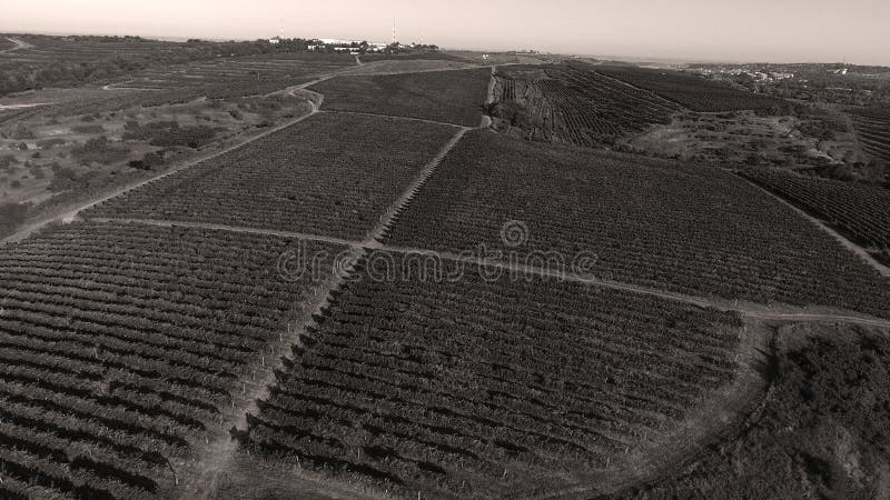 Rows of vineyard before harvesting, drone view