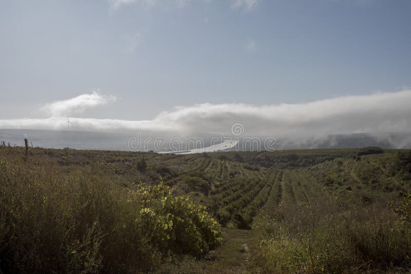 Rows of vineyard before harvesting