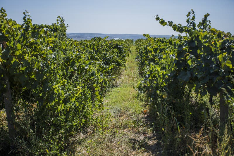 Rows of vineyard before harvesting