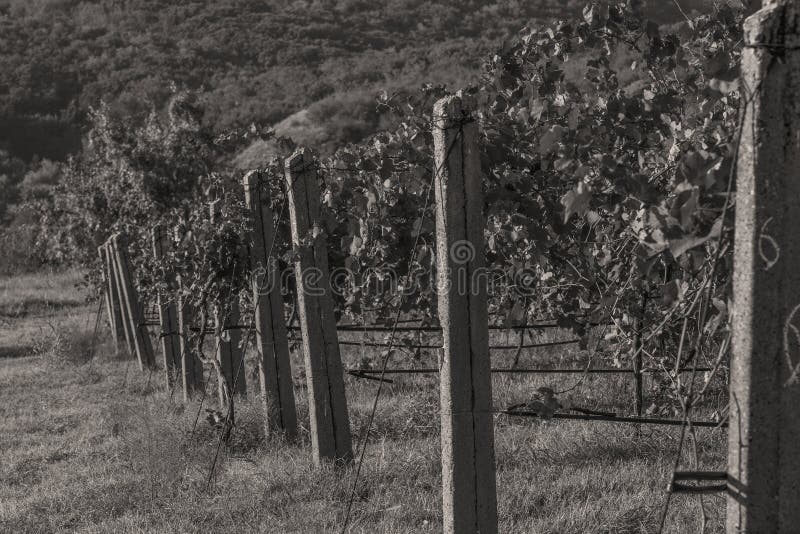 Rows of vineyard before harvesting