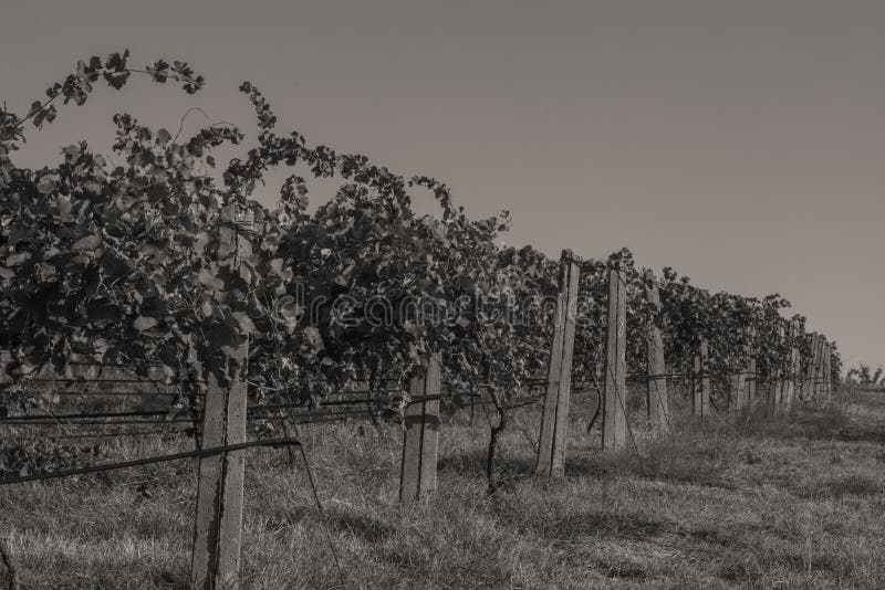 Rows of vineyard before harvesting