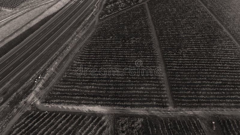 Rows of vineyard before harvesting