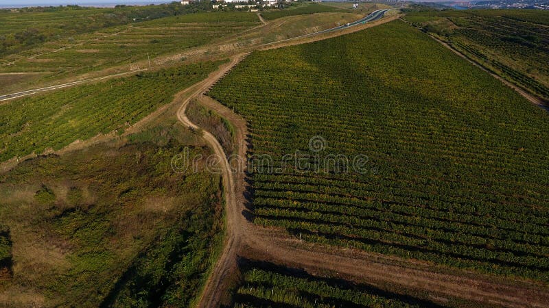 Rows of vineyard before harvesting