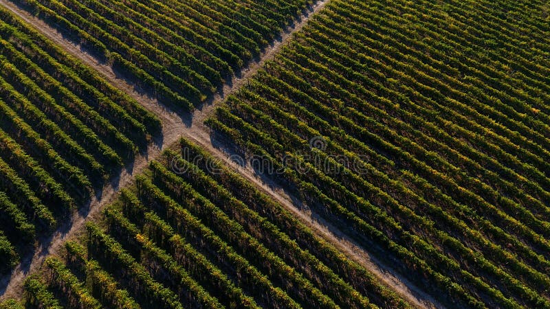 Rows of vineyard before harvesting