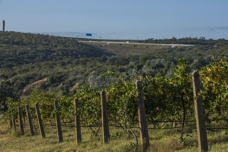 Rows of vineyard before harvesting