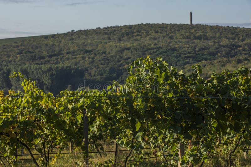 Rows of vineyard before harvesting