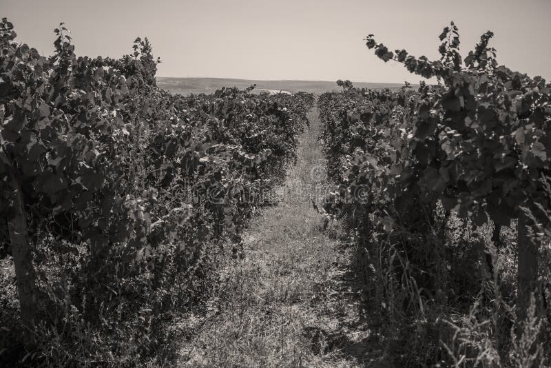 Rows of vineyard before harvesting, seen from above