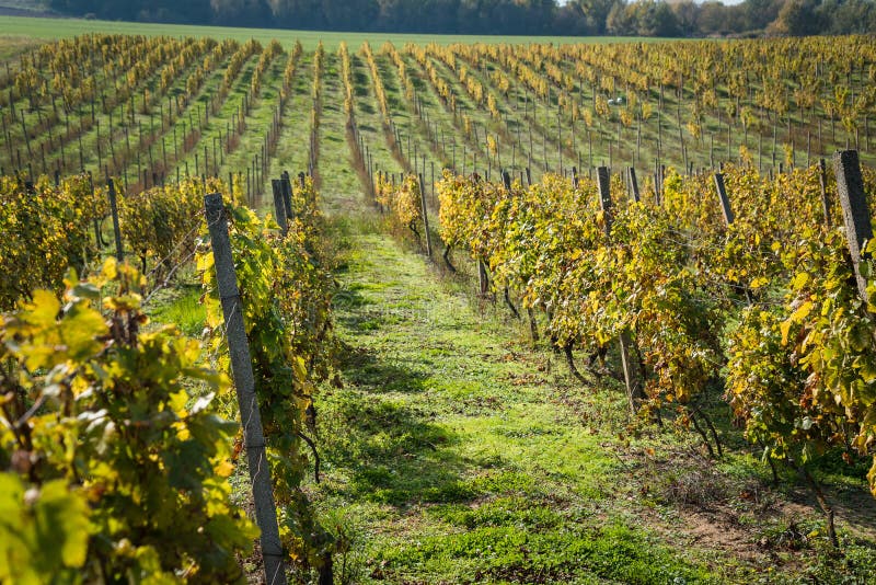 Rows of vineyard after harvesting