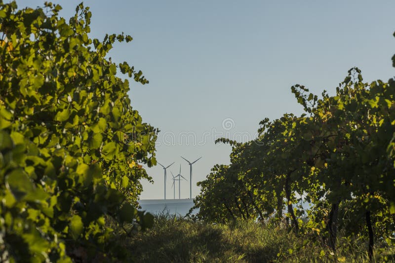 Rows of vineyard and wind turbines