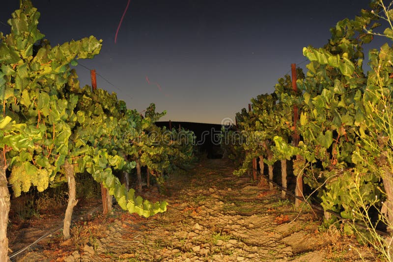 Rows of Wine Grapes at Sunrise Stock Image Image of harvest, vineyard 26986139
