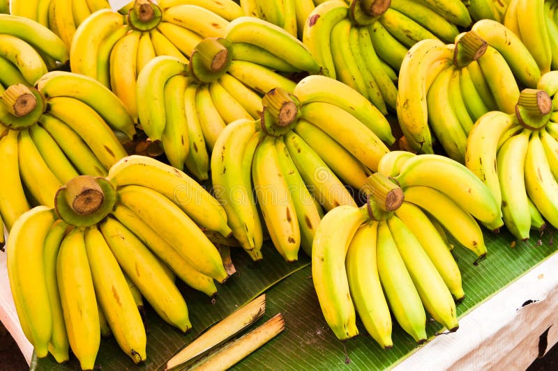 Rows of Yellow bananas