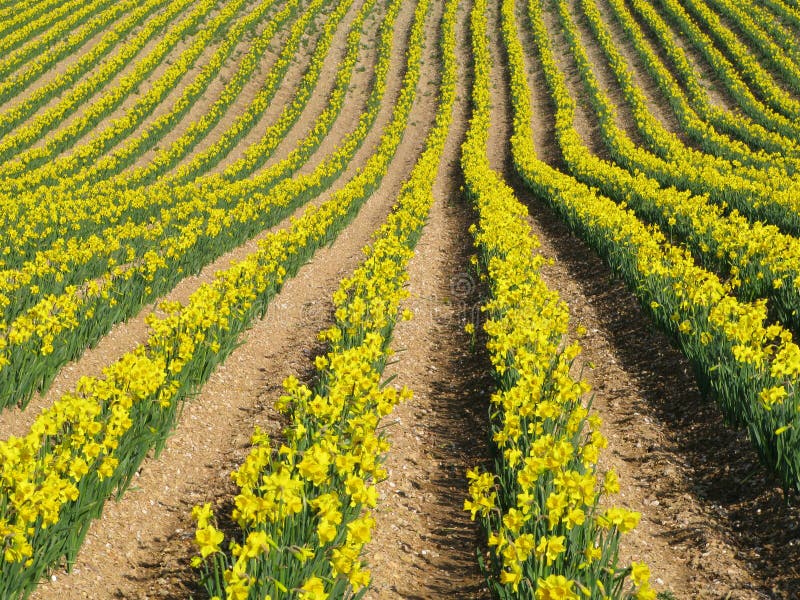 Rows of yellow spring daffodil flowers.