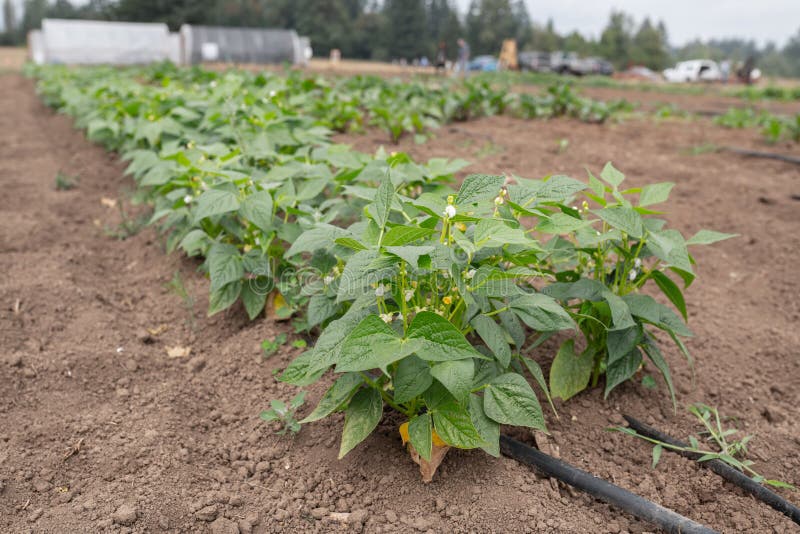 Green Pepper Plants on the Farm Stock Photo Image of crop, plant