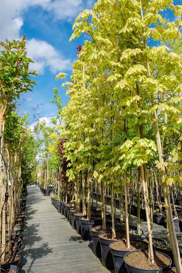 Rows of young maple trees in plastic pots.