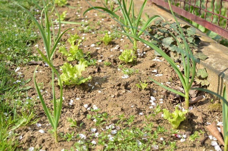 Rows of Young Onion and Lettuce Stock Photo Image of food