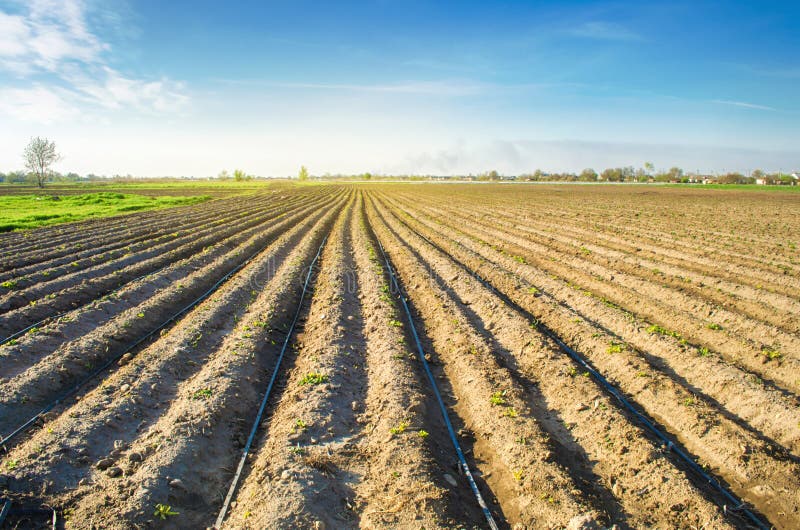 Rows of young potatoes grow in the field. Drip irrigation. Agriculture landscape. Rural plantations. Farm Farmland Farming. Selective focus stock image Rows of young potatoes grow in the field. Drip irrigation. Agriculture landscape. Rural plantations. Farm Farmland Farming. Selective focus stock image