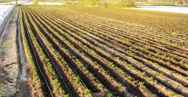 Rows of young potatoes grow in the field. Drip irrigation. Farmland, agriculture landscape. Rural plantations. Farm Farmland. Farming. Selective focus royalty free stock photo Rows of young potatoes grow in the field. Drip irrigation. Farmland, agriculture landscape. Rural plantations. Farm Farmland. Farming. Selective focus royalty free stock photo