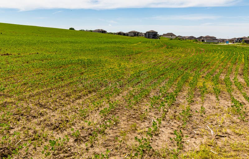 Rows of young sprouting soybeans on a farm stock photo Rows of young sprouting soybeans on a farm stock photo