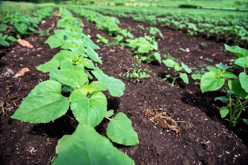 Rows of Young Sunflower Plants on the Field Early in the Spring Stock