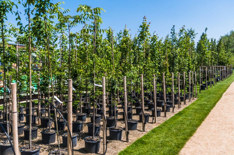 Rows of Young Trees in Plastic Pots with Water Irrigation System in a Tree Nursery Stock Image