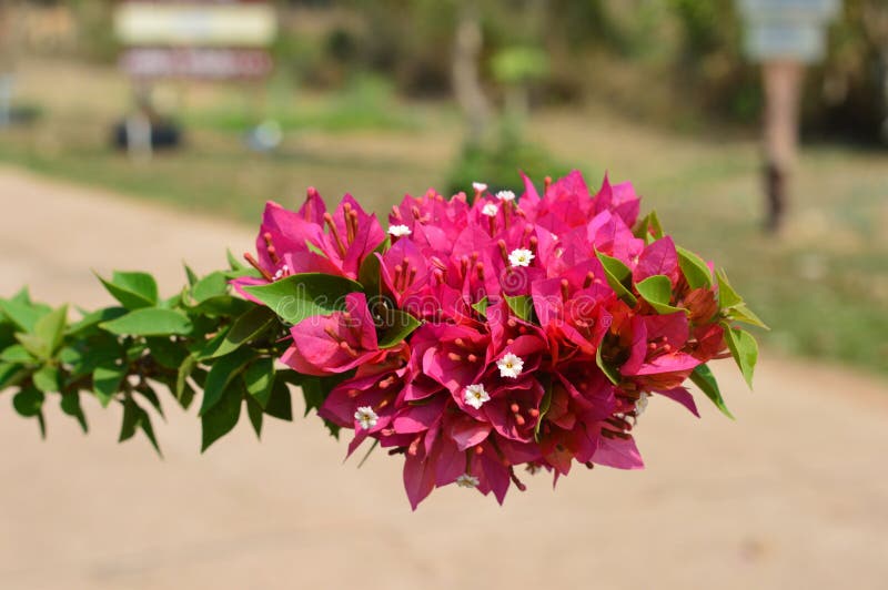 Fueng Fah is a perennial type of shrub to climb. Size from a small bush to a large bush. There are thorns on the trunk. single leaves split alternately with branches or slightly indented with hairs with green or spotted leaves Oval shape, 3-6 cm long, 2-3 cm wide, 3-5 heart-shaped bracts or oval leaves, available in many colors, purple, red, pink, orange, blue, yellow and others. There are both complete and incomplete flowers. flower in bouquet In the axils or at the ends of branches, each bouquet has 3 flowers, 1-2 centimeters long. Fueng Fah is a perennial type of shrub to climb. Size from a small bush to a large bush. There are thorns on the trunk. single leaves split alternately with branches or slightly indented with hairs with green or spotted leaves Oval shape, 3-6 cm long, 2-3 cm wide, 3-5 heart-shaped bracts or oval leaves, available in many colors, purple, red, pink, orange, blue, yellow and others. There are both complete and incomplete flowers. flower in bouquet In the axils or at the ends of branches, each bouquet has 3 flowers, 1-2 centimeters long.