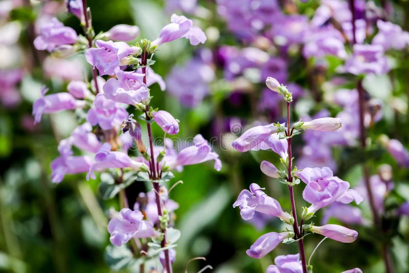 Roxo máximo dos piques (mexicali do Penstemon) imagem de stock Roxo máximo dos piques (mexicali do Penstemon) imagem de stock