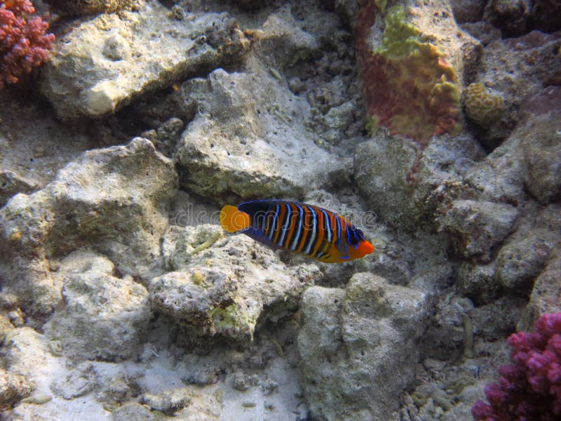 Royal angelfish