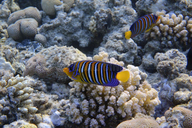 Royal angelfish