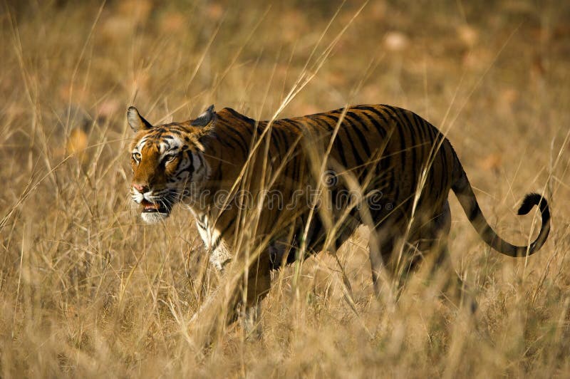 Alert wild Bengal tiger walking on short dry grass in Bandhavgarh national park. Alert wild Bengal tiger walking on short dry grass in Bandhavgarh national park