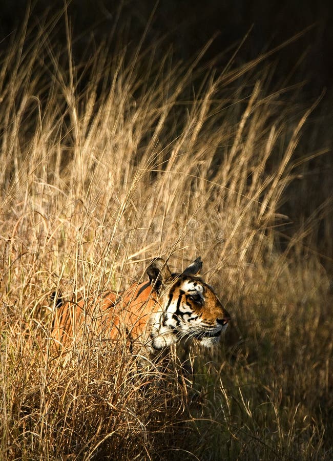 Portrait of Bengal Tiger in Grass. Portrait of Bengal Tiger in Grass.