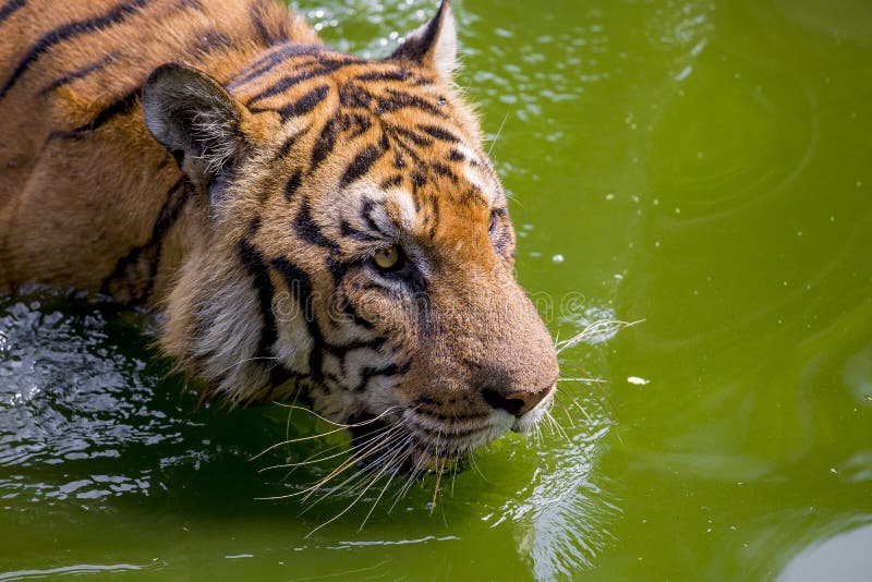 A Royal Bengal Tiger at Dhaka Zoo Takes Bath To Beat the Hot Summer ...