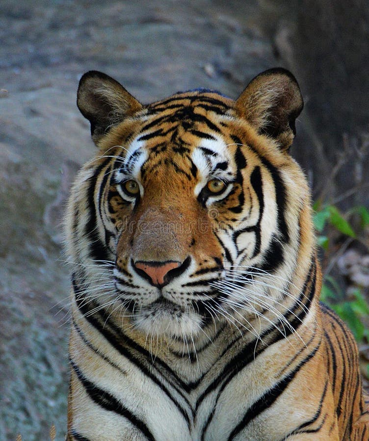 Royal Bengal Tiger stock photo. Image of portrait, gaze - 66639090