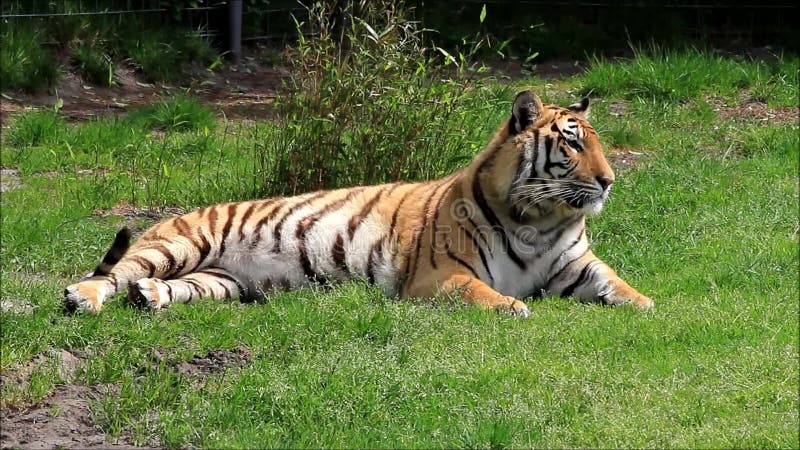 Royal Bengal Tiger Named Taru Lying Lazy in Natural Habitat Stock ...