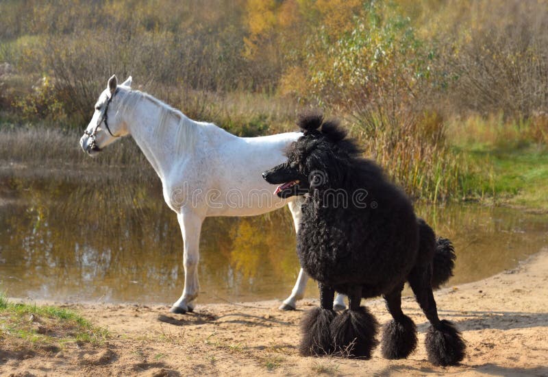 Royal black poodle standing with white horse on a river bank. Royal black poodle standing with white horse on a river bank