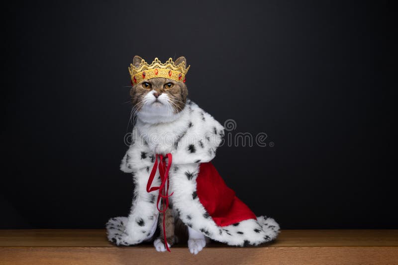 15,900+ Cat Wearing Coat Stock Photos, Pictures & Royalty-Free