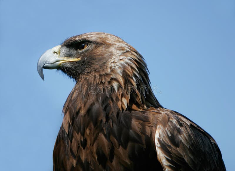 Royal Eagle observing, on blue background