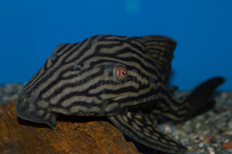 Royal Pleco Closeup