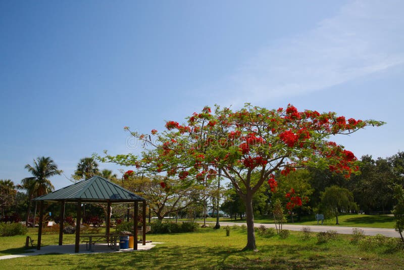 Royal Poinciana Blossom Tree Next to Sheltered Picnic Table royalty free stock image