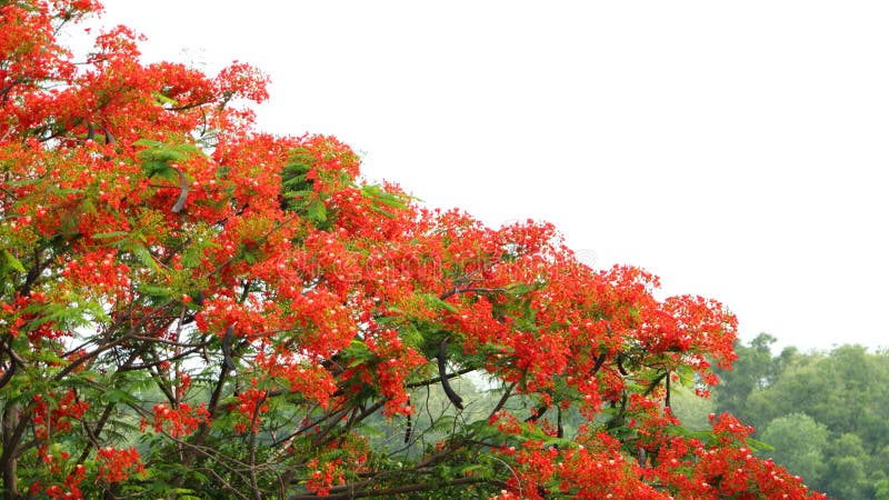 Royal Poinciana flower royalty free stock image Royal Poinciana flower royalty free stock image