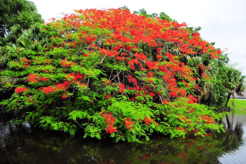 Royal Poinciana Tree stock image. Image of regia, house - 20946985