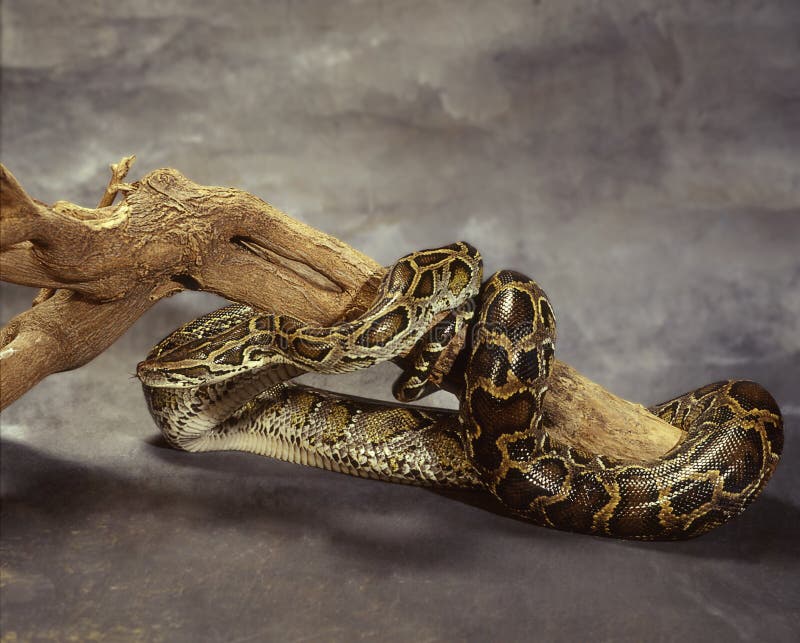 Royal python stock photography