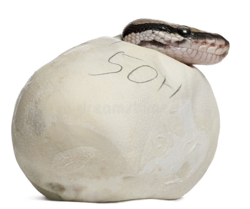 Royal Python or Ball Python, Python Regius stock photo